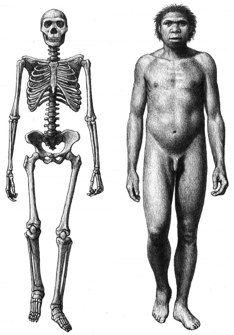 homo erectus skeleton structure