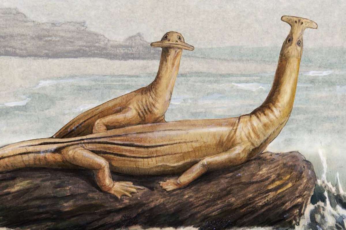 Category Sauropterygia Prehistoric Wiki Fandom category-sauropterygia-prehistoric-wiki-fandom