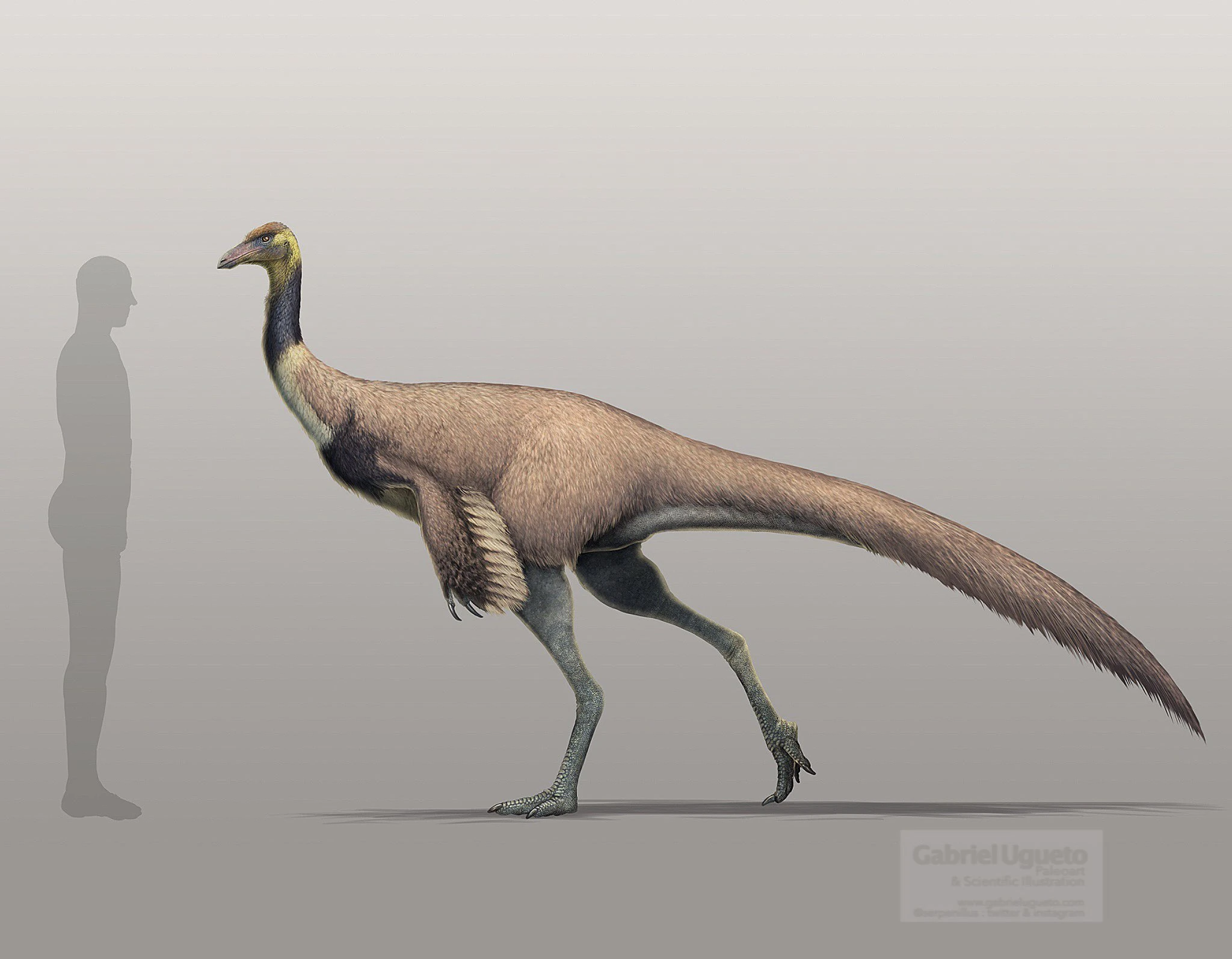 Ornithomimus2.jpg