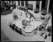 Old mount at The Field Museum