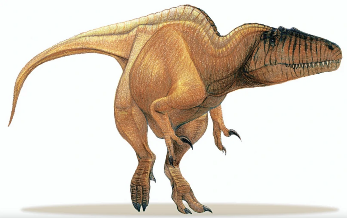 Вымершее пресмыкающееся 9. Sauroniops pachytholus. Кархародонтозавр динозавр. Саурониопс динозавр. Тероподы Кархародонтозавр.