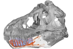 The jaw sensors of Tyrannosaurus, marked in orange.