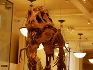 AMNH 5027. Credit: Skye McDavid.