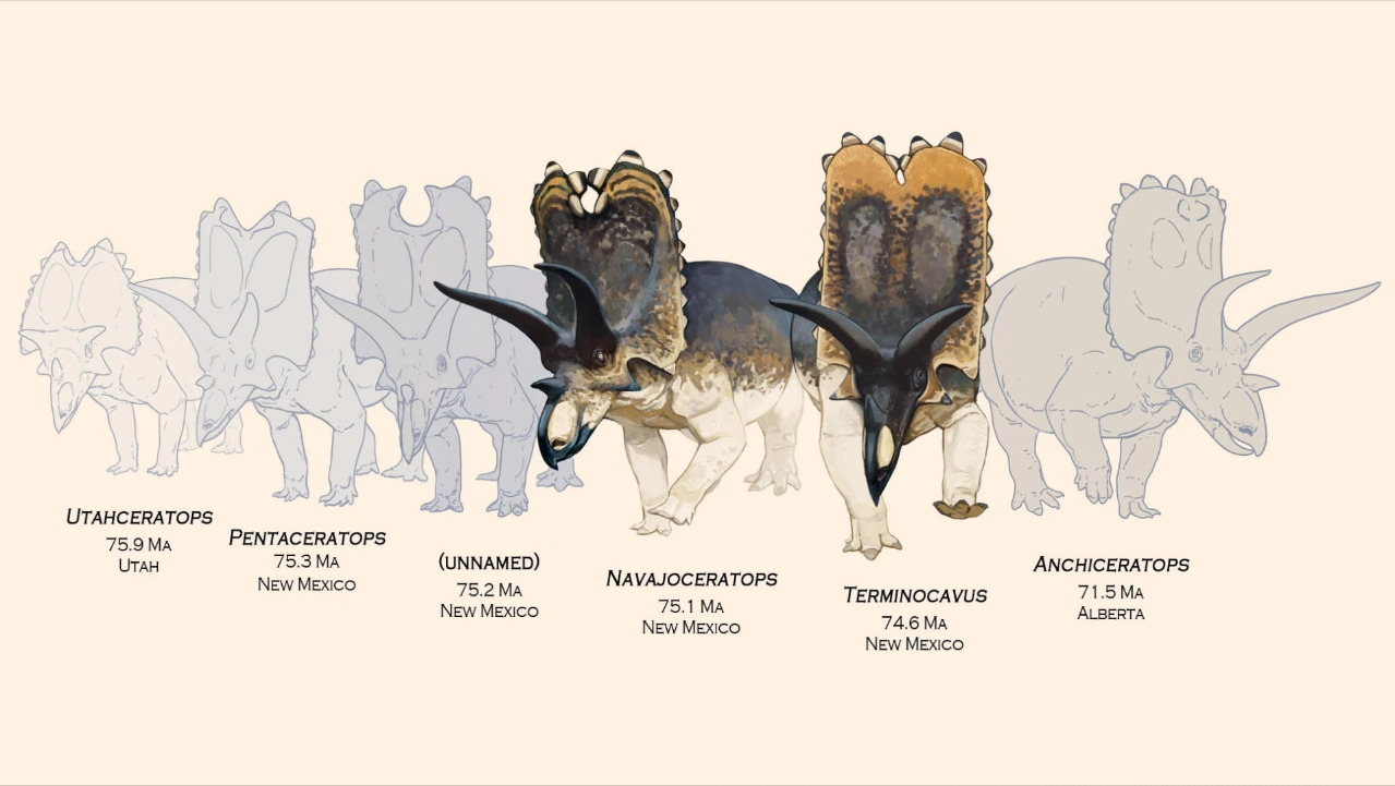 【たかはし様用】WORMED / Planisphaerium Tapejara wellnhoferi, SMNK PAL 1137: Thoracic vertebrae
