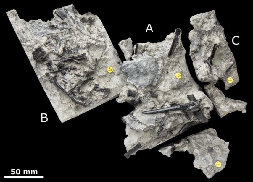 Kryptodrakon - Wikipedia