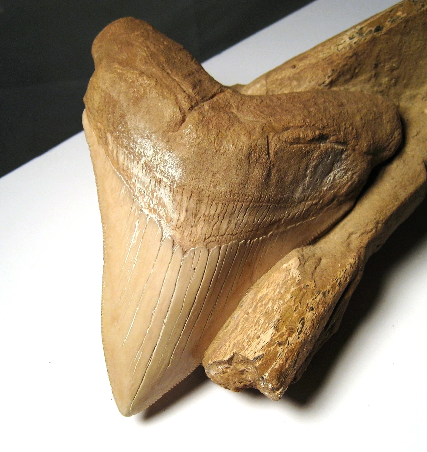 Carcharocles | Prehistoric Wiki | Fandom, image size:1430x1513