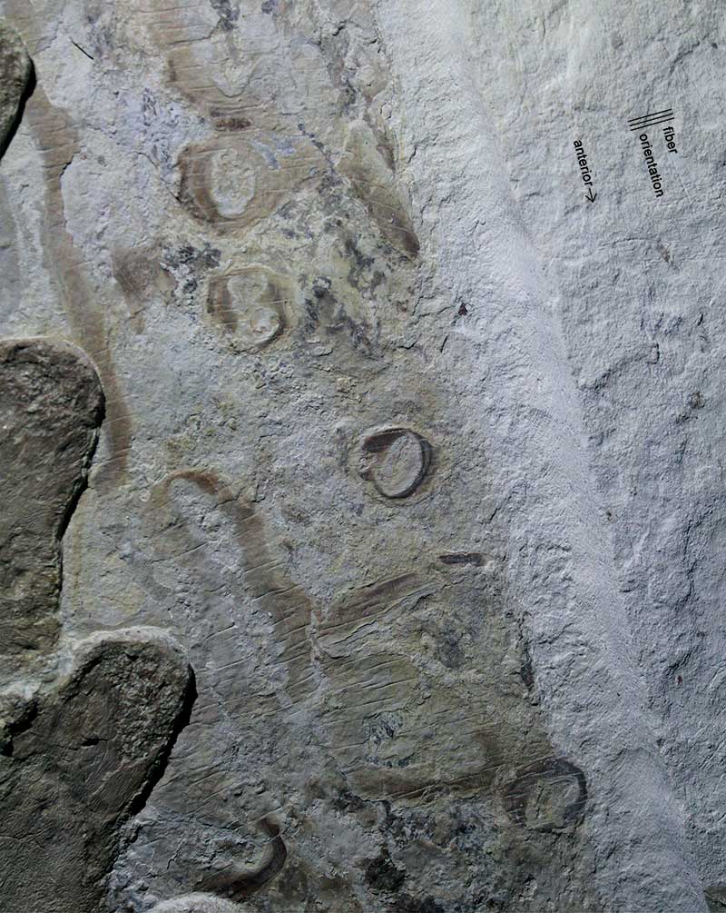 Thalattosuchian parasite Prehistoric Wiki Fandom