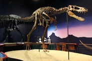 A juvenile Tyrannosaurus specimen.