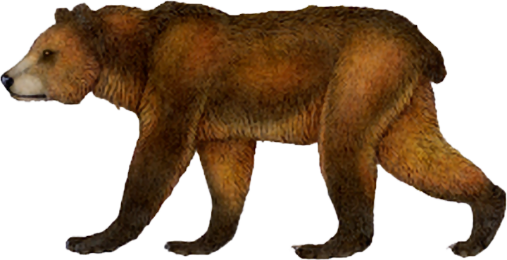 Kodiak bear - Wikipedia