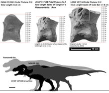 Fmnh pr 2081 vs ucmp 137538 pedal phalanx iv 2 fin by paleonerd01 dcunazr-pre