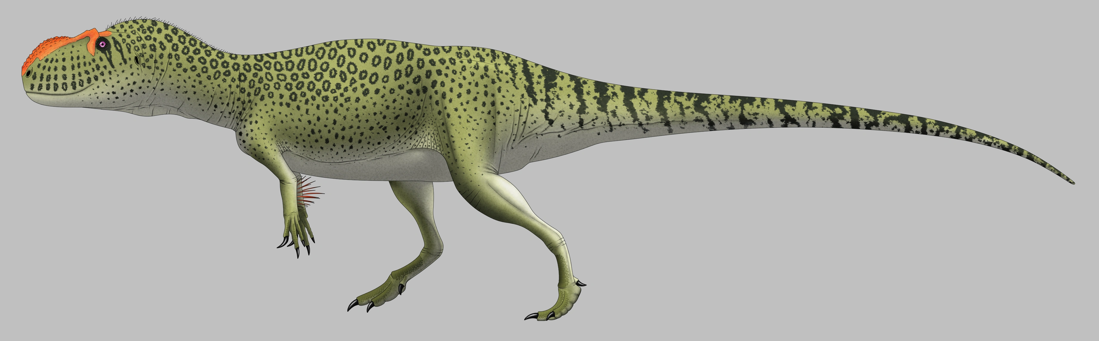 Yangchuanosaurus | Prehistoric Wiki | Fandom, image size:3687x1146