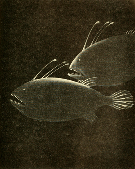 Three-starred anglerfish