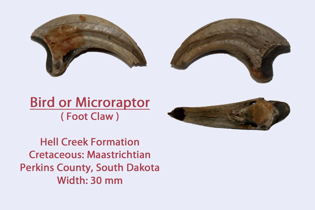 Hell Creek Microraptorian | Prehistoric Wiki | Fandom