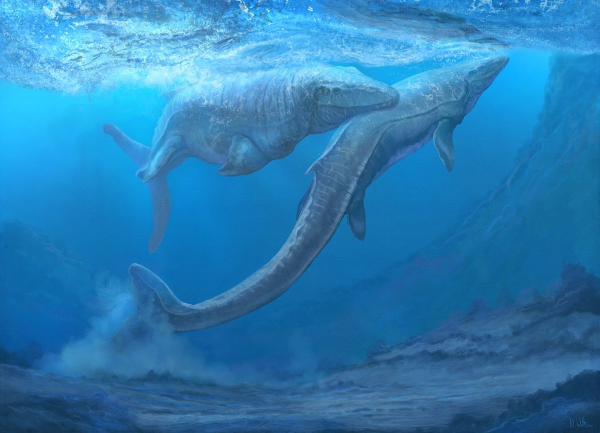 hoffmannii sometimes called Hoffmann's Mosasaur[citation needed], is a...