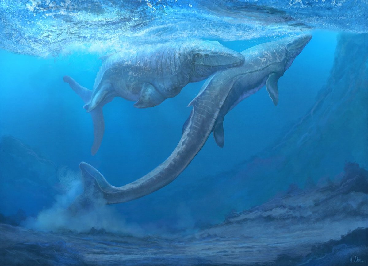 Mosasaurus, M. hoffmannii sometimes called Hoffmann's Mosasaur[citatio...