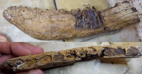 A juvenile Tyrannosaurus jaw found in the Hell Creek Formation, North Dakota in June, 2021; found "not far under" the K-PG boundary'"`UNIQ--ref-00000018-QINU`"''"`UNIQ--ref-00000019-QINU`"'.