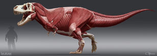 T. rex musculature. Credit: R.J. Palmer.