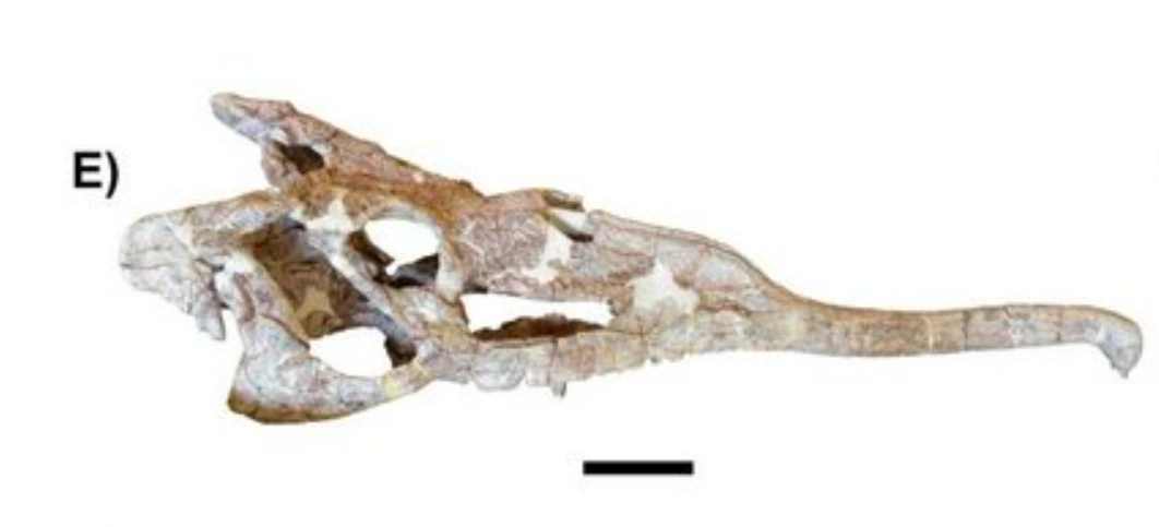 TMM 31173-120 | Prehistoric Wiki | Fandom