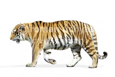 Trinil tiger