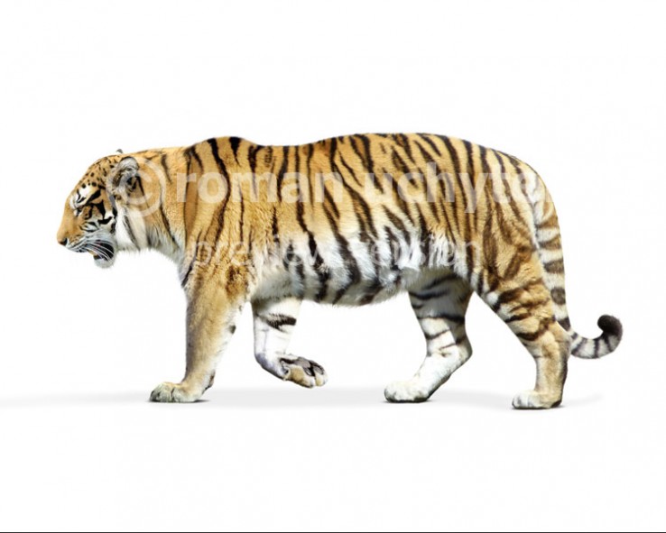 South China tiger - Wikipedia