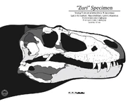 "Zuri". Credit: Olof Moleman.