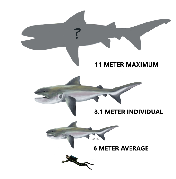Megamouth shark, Prehistoric Wiki