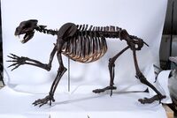 Arctodus Restoration