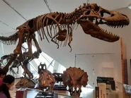 "Wankel Rex" cast at the Royal Ontario Museum. Credit: Clumsystiggy on DeviantArt.