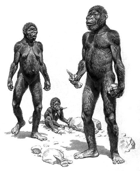 australopithecus robustus body