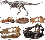 A diagram showcasing various cranial morphologies during various stages of the animals growth cycle. The skeletal has inaccurate anatomy.