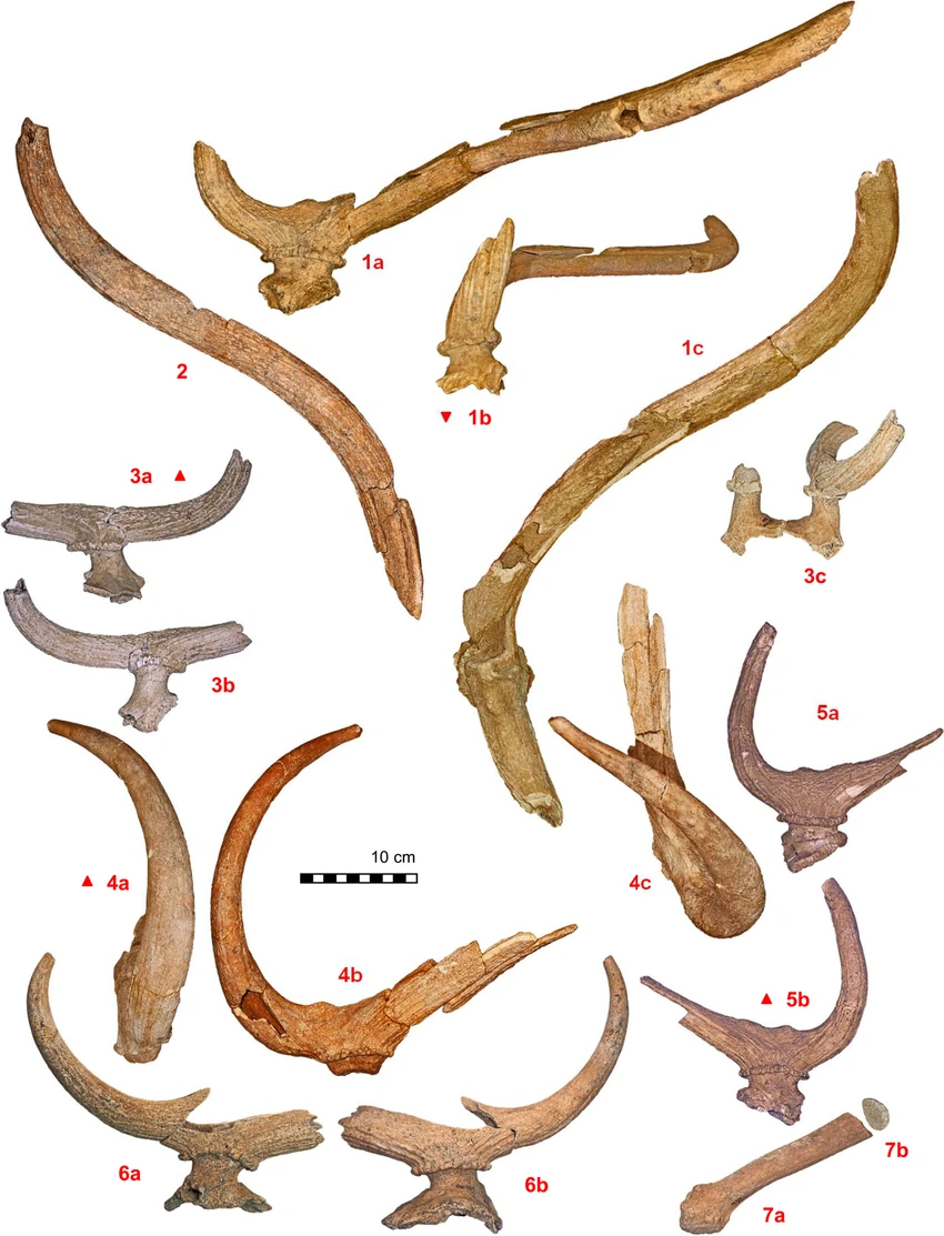 South Florida Casino and Entertainment - The Casino @ Dania Beach, image size:850x1113