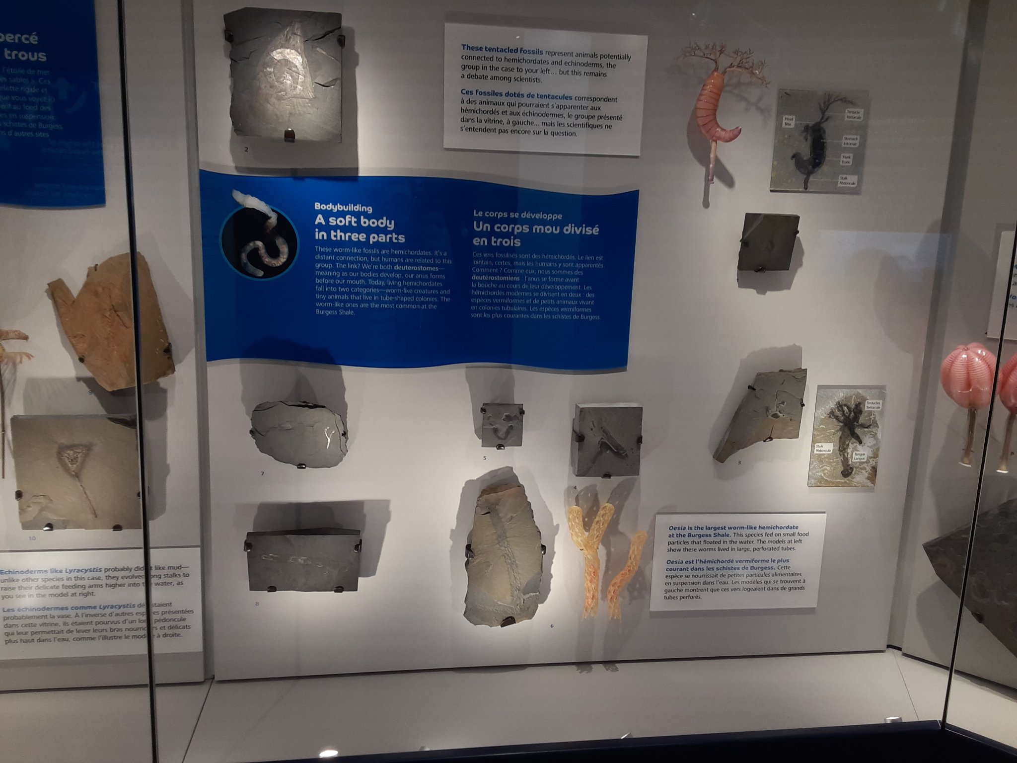 Oesia Prehistoric Wiki Fandom