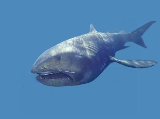 Megamouth shark, Prehistoric Wiki