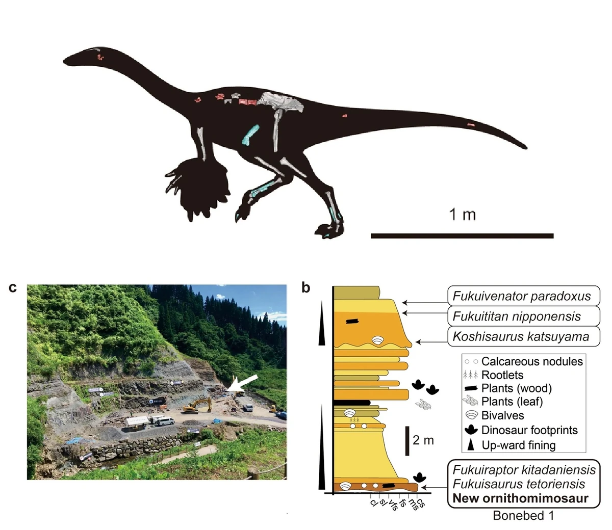 Tyrannomimus | Prehistoric Wiki | Fandom