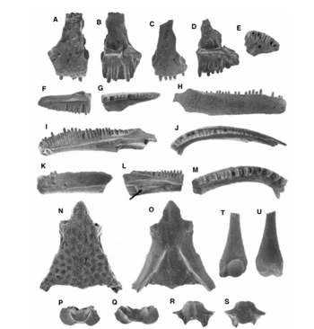 Antlers Albanerpetontid Prehistoric Wiki Fandom