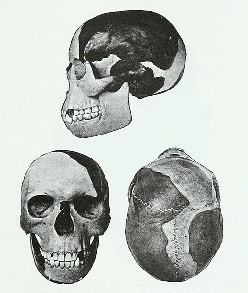 File:Bust 3-4 face. The Piltdown man of Sussex, England. Wellcome  M0001110.jpg - Wikimedia Commons