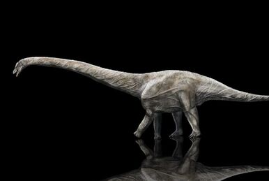 File:Dinheirosaurus Size Comparison by PaleoGeek.svg - Wikipedia