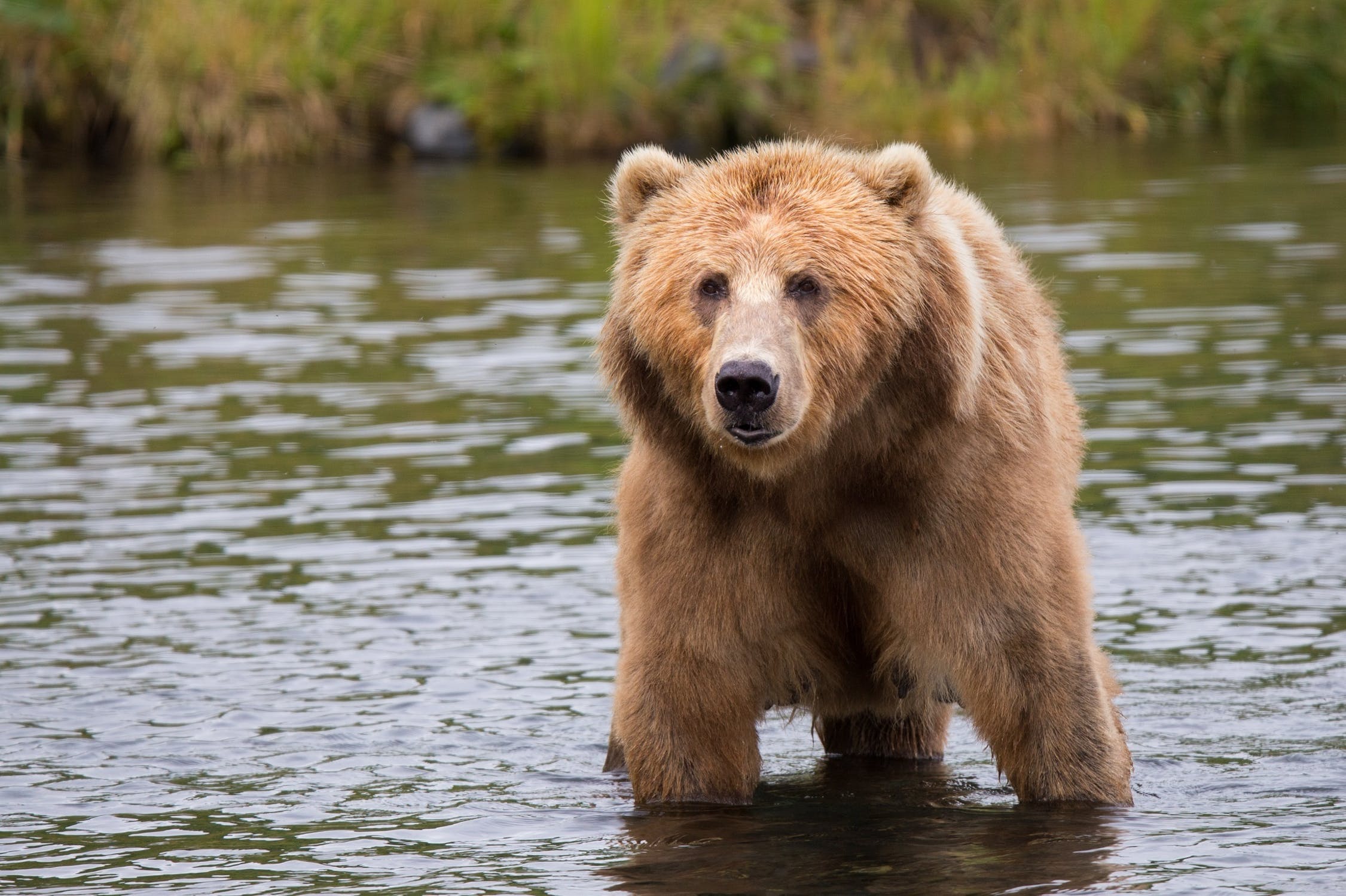 Kodiak bear - Wikipedia