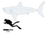 Dwarf megalodon