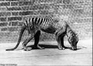 Thylacine 8