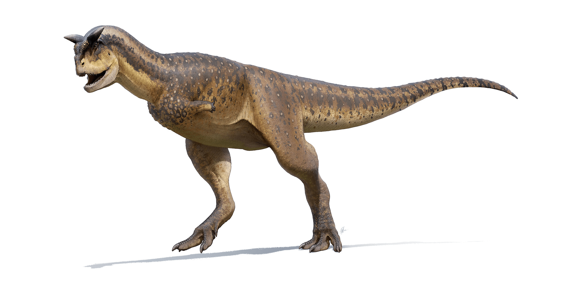 Carnotaurus' tiny arms are immobile and permanently pointing behind its  body so that it's eternally doing the Naruto run, making it the perfect  dinosaur to bring to Area 51 - iFunny Brazil