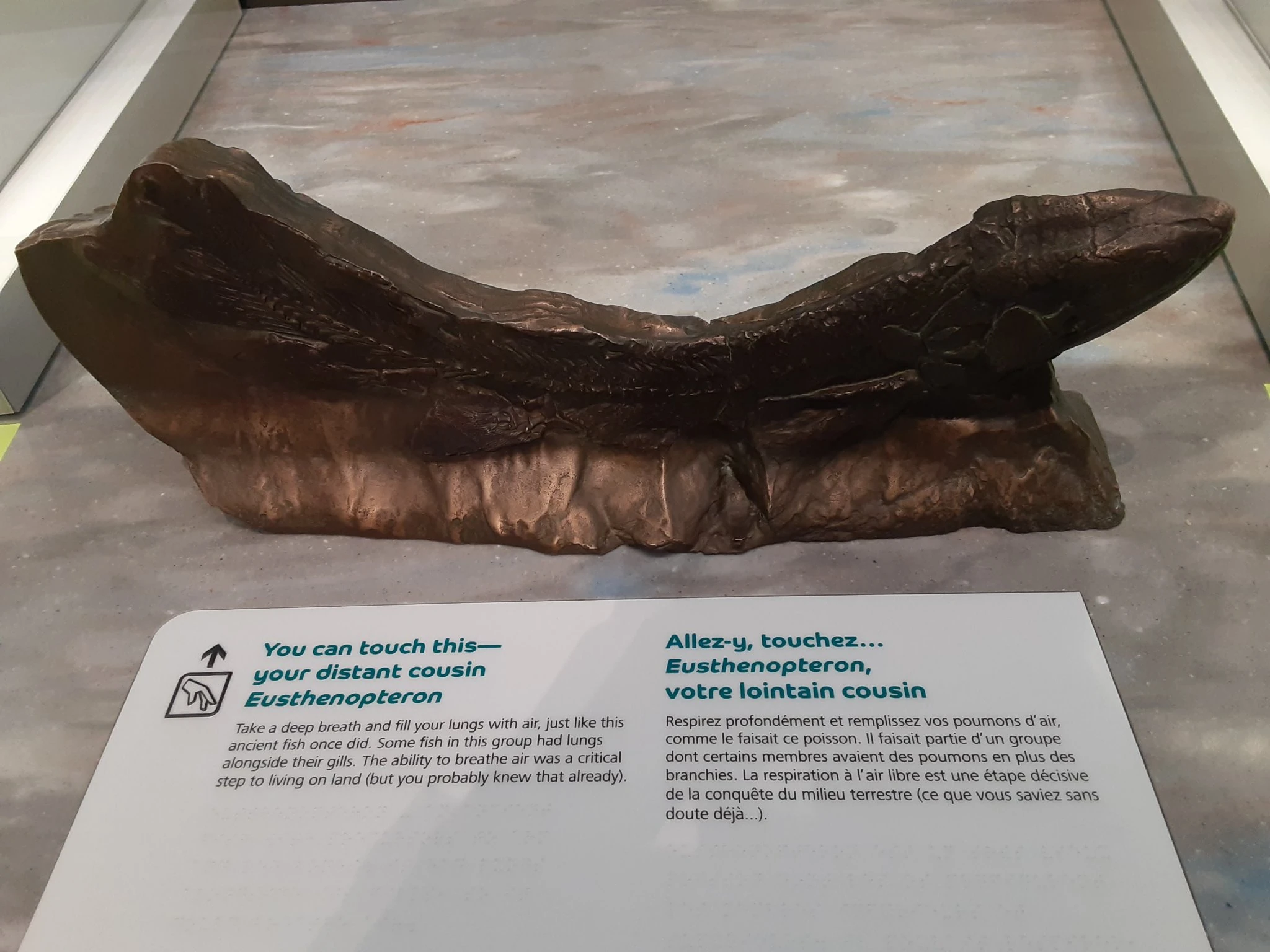 Eusthenopteron Prehistoric Wiki Fandom