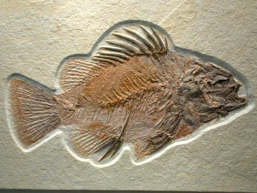 Priscacara | Prehistoric Wiki | Fandom