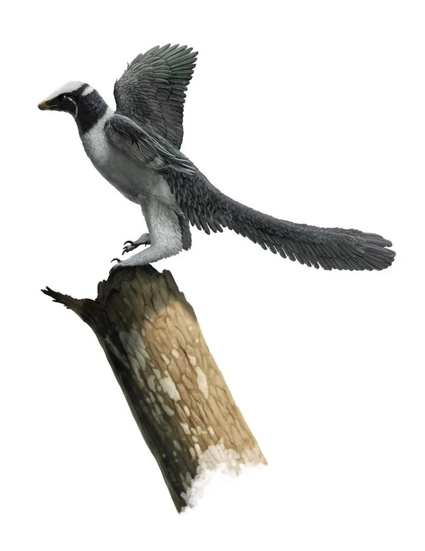 Archaeopteryx Prehistoric Wiki Fandom