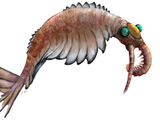 Anomalocaris