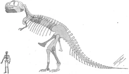 The original skeletal of Tyrannosaurus, illustrated by William D. Matthew as a figure in Osborn's naming paper.