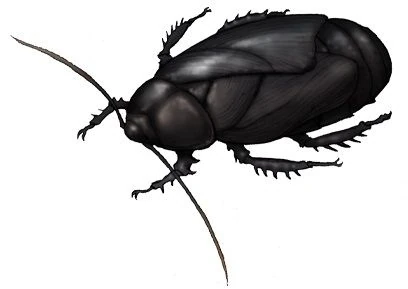 prehistoric cockroach size