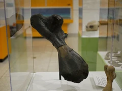 Atlantochelys Prehistoric Wiki Fandom