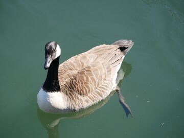 Branta Prehistoric Wiki Fandom
