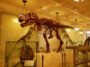 Mounted skeleton of AMNH 5027. Credit: Skye McDavid.